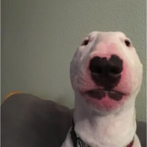 Meet your Posher, Brennan